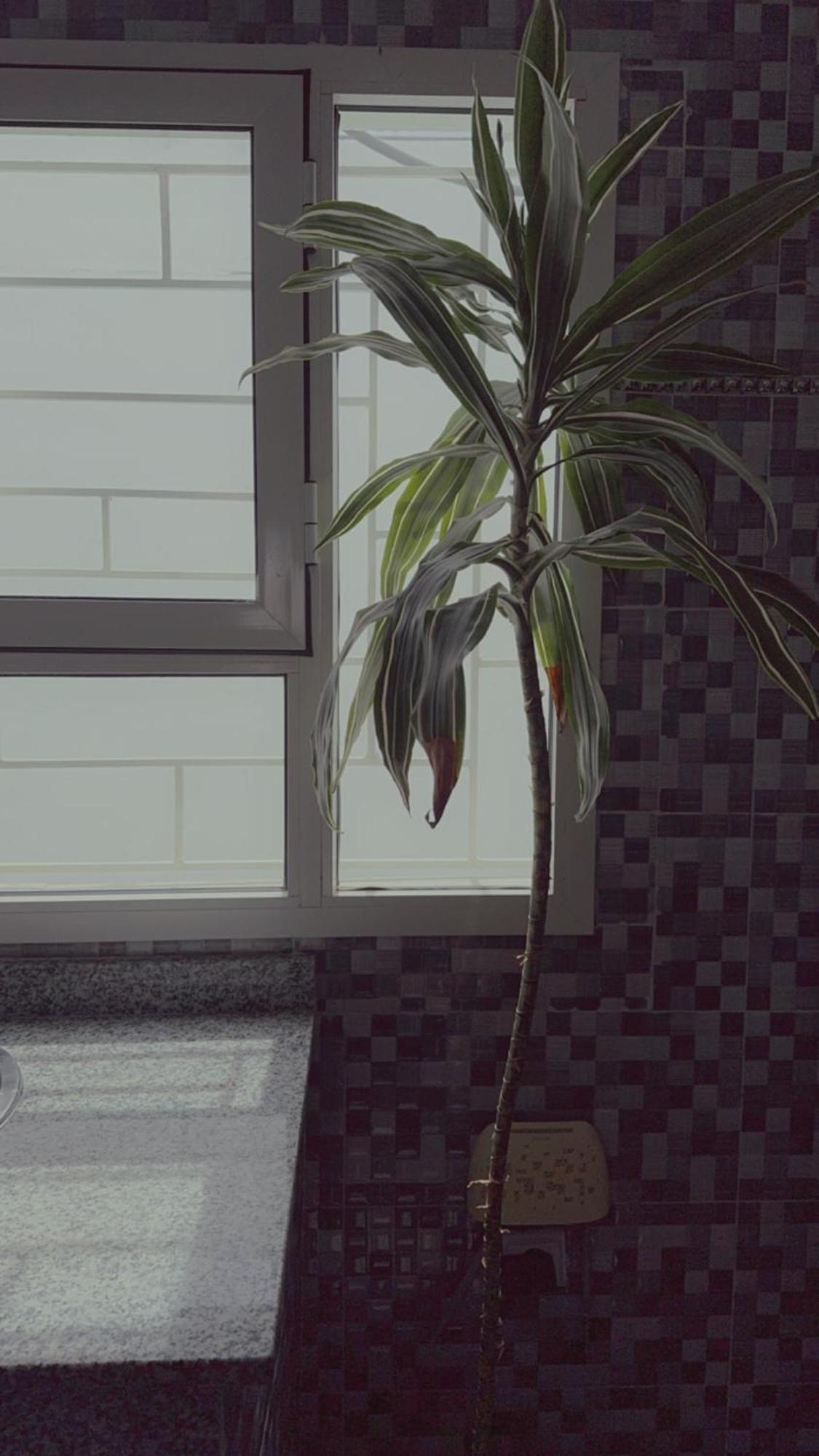 Chez Ali Apartments 에사우이라 외부 사진
